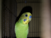 রানিং মেল বাজরিগার Male Budgerigar